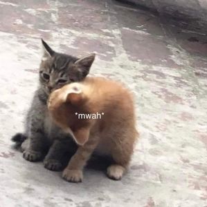 Meet your Posher, Mackenzie